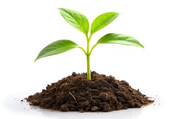 Fresh Seedling Isolated on White Background: Nature's Resilience and Growth Captured in Stunning Detail with Rule of Thirds for Botanical Enthusiasts and Environmental Advocates