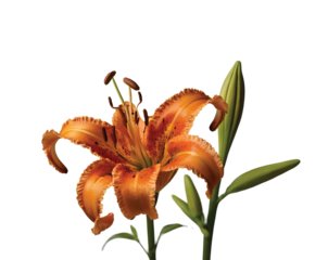 A bold orange tiger lily, isolated on a transparent background.