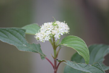 Image of white azalea trees blooming on the Daecheongcheon Stream Trail