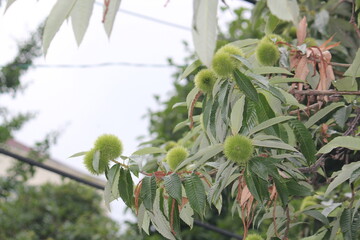 Image of a blooming chestnut tree on the Daecheongcheon Stream trail