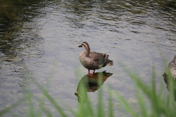 Image of ducks searching for food on the Daecheongcheon trail