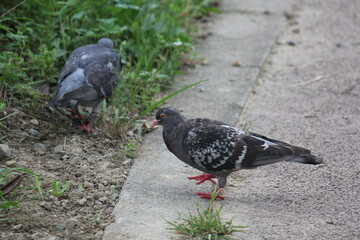 Image of pigeons searching for food on the Daecheongcheon trail