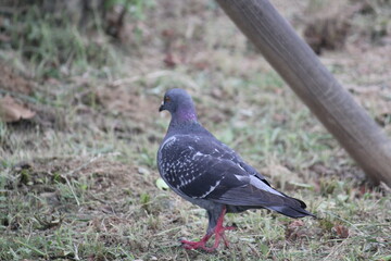 Image of pigeons searching for food on the Daecheongcheon trail