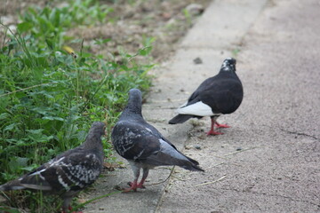 Image of pigeons searching for food on the Daecheongcheon trail