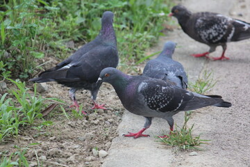 Image of pigeons searching for food on the Daecheongcheon trail