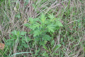 Image of mugwort blooming on the Daecheongcheon trail