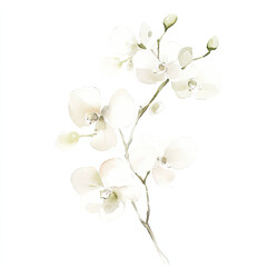 Fototapeta premium Watercolor Delicate White Orchids Children Illustration