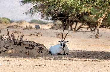 Antelope Arabian white oryx (Oryx dammah), it inhabits native environments of Sahara desert,...