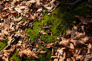 fallen leaves on the ground