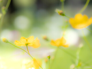 Obraz premium 秋の公園や花壇を彩るコスモス（キバナコスモス）のある風景。背景。自然風景素材。