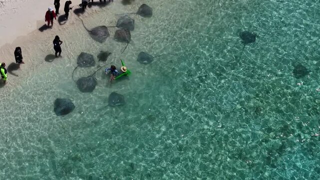 View of Stingrays on the beach in Fulidhoo island, Maldives