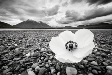 A single white flower sitting on top of a rocky beach