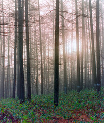 morning in the forest