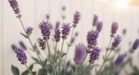 Obraz premium Blooming lavender closeup as a natural summer background.