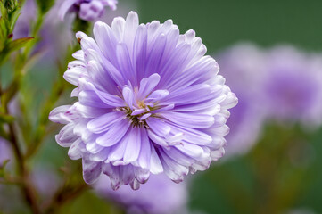 Lavender Asters on a green background