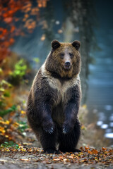 Brown bear (Ursus arctos) standing on his hind legs in autumn forest. Danger animal in nature...