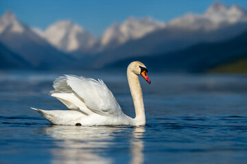 A graceful swan glides across the serene lake water in the mountains during a clear day