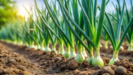 Green onions growing in cultivated field , agriculture, crop, cultivation, farm, fresh, organic, plant, produce