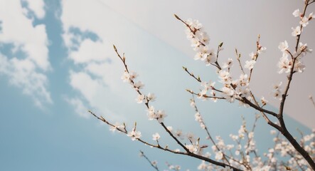 Obraz premium image of spring white almond blossoms tree with copy space over blue pastel background.
