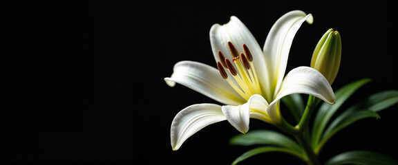 Fototapeta premium Elegant Pure White Lily Flower Isolated on Dramatic Black Background with Soft Natural Lighting