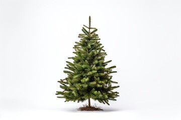 Fototapeta premium Christmas tree decoration plant.