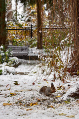 A squirrel sits in the snow and chews on seeds