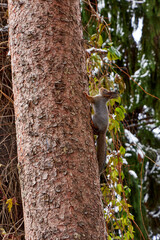 a squirrel sits in a tree in the garden