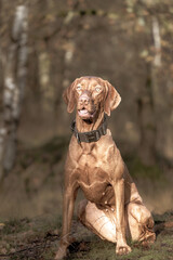 Eine Vizsla sitzt im Wald in einem sehr schönen Licht.
