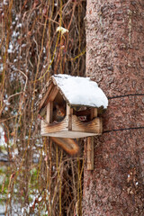 A squirrel sits in a snowy birdhouse on a tree in a garden in winter