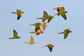 Colorful parrots flying in the sky. Free flying bird