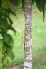 Fototapeta premium green lizard tree trunk