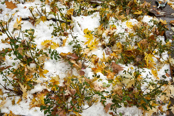 Yellow leaves and cut rose bushes lying on the snow in the garden. preparing the garden for winter.
