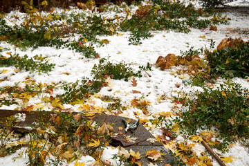 Yellow leaves and cut rose bushes lying on the snow in the garden. preparing the garden for winter.