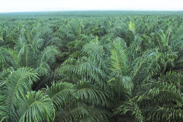 Aerial view of oil palm plantations in Kalimantan, showcasing the vast and organized agricultural landscape