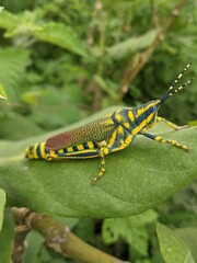 Poekilocerus pictus Grasshopper 