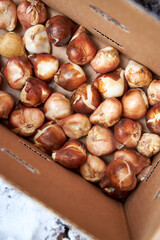 different bulbs of spring flowers, tulips and hyacinths lying on the snow