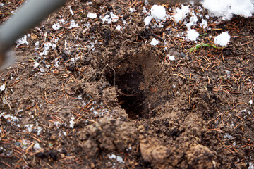A gardener plants tulip bulbs in the garden in the fall