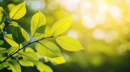Obraz premium Vibrant green leaves illuminated by sunlight, creating a serene and refreshing atmosphere in nature.