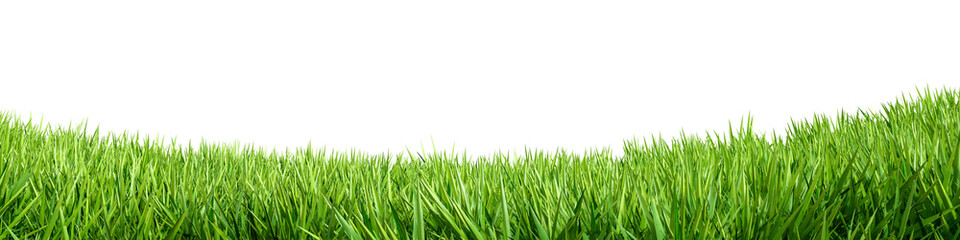 Front view green grass isolated on white