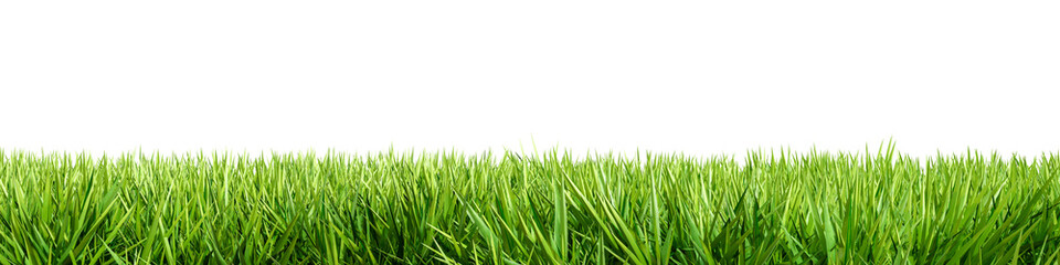 Green grass border on a transparent background