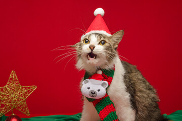White chest tabby wearing Christmas accessories with red background. Copy space