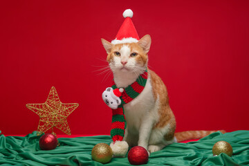 Orange and white cat wearing Christmas accessories with red background. Copy space. © sandor