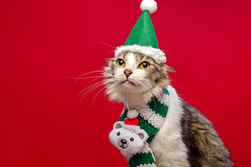White chest tabby cat wearing Christmas accessories with red background. Copy space.