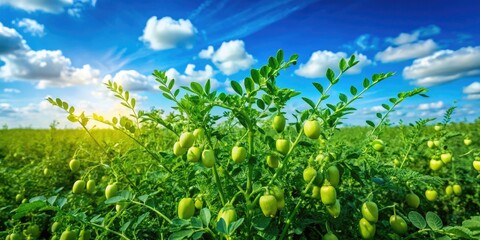 Nutrient-Dense Chickpeas for Healthy Hummus Cooking