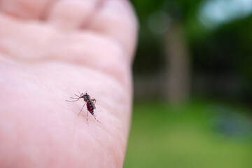 Aedes aegypti mosquitoes on human hand