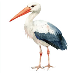 cute Stork watercolor clipart illustration isolated