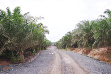 Main road through an oil palm plantation in Kalimantan, showcasing the organized agricultural landscape and infrastructure