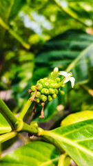 Morinda Citrifolia or commonly called noni is a type of fruit that is widely eaten and used as medicine because it contains vitamin C and selenium