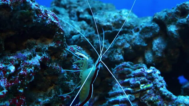 Tiny sea shrimp in freshwater aquarium in bright neon light. Neocaridina davidi or Rili shrimp. Oceanic prawn at sea reef. Underwater marine exotic fauna nature, wildlife, environment. 4k Video