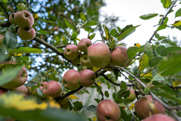 Apple trees with ripe red apples in the farm. Natural red apples on branches of trees. Autumn apple orchard. Red juicy apples in apple orchard in Himachal Pradesh, India